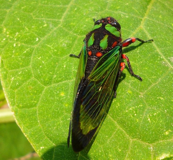 Cicadas can exist as larvae for up to 17 years and live underground before becoming adults.