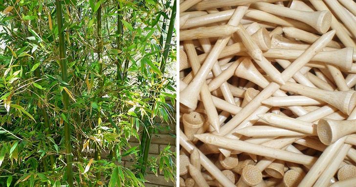 Bamboo blooms once every few decades and then dies. It is also very durable: it’s used for making nails and fittings. And believe it or not, it’s actually a type of grass.