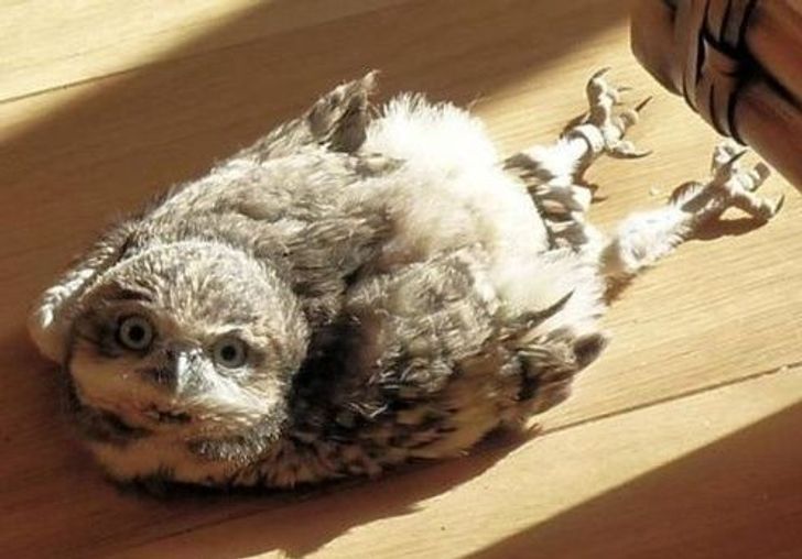 Owl babies sleep in a horizontal position. That’s because their heads are too heavy and they’re not able to hold them up properly while they’re this young.