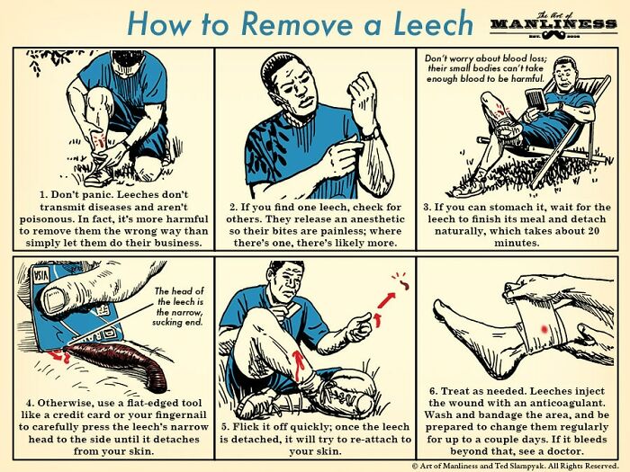 remove a leech - How to Remove a Leech maNS Don't worry about blood loss; their small bodies can't take enough blood to be harmful. 10 1. Don't panic. Leeches don't transmit diseases and aren't poisonous. In fact, it's more harmful to remove them the wron