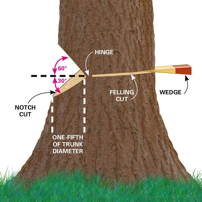 chop down a tree - Hinge 60 30 Wedge Felling Cut Notch Cut OneFifth Of Trunk Diameter
