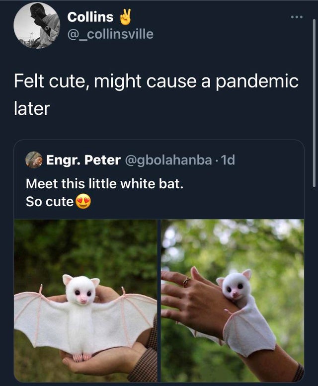 Collins Felt cute, might cause a pandemic later Engr. Peter 1d Meet this little white bat. So cute