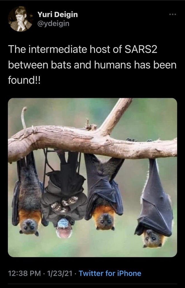 jungle bat - Yuri Deigin The intermediate host of SARS2 between bats and humans has been found!! 12321 Twitter for iPhone