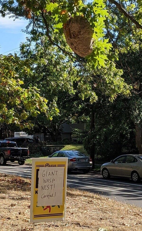 tree - Please Giant Wasp Nest! Careful!