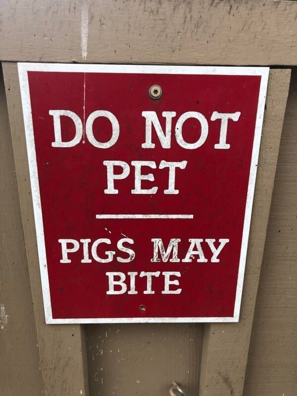 aeropostale ads - Do Not Pet Pigs May Bite