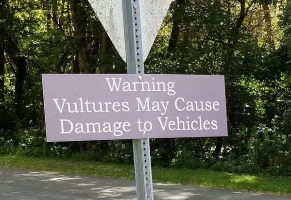 tree - Warning Vultures May Cause Damage to Vehicles