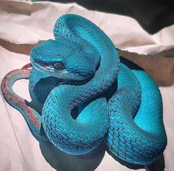 blue pit viper -