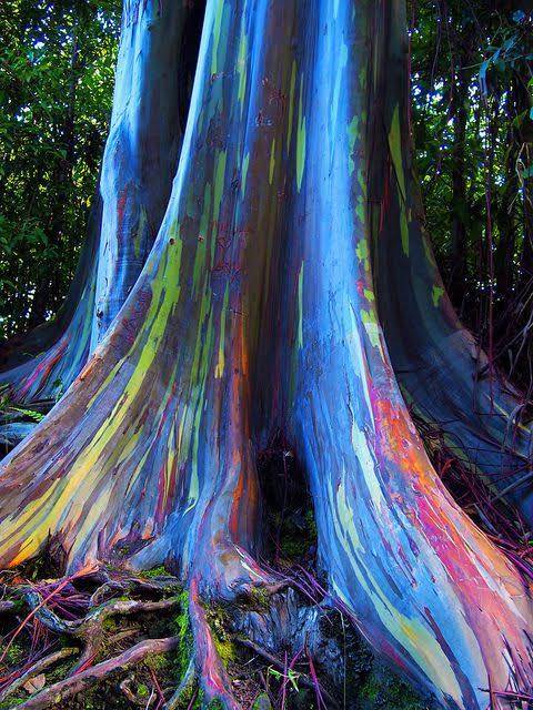 rainbow eucalyptus cut