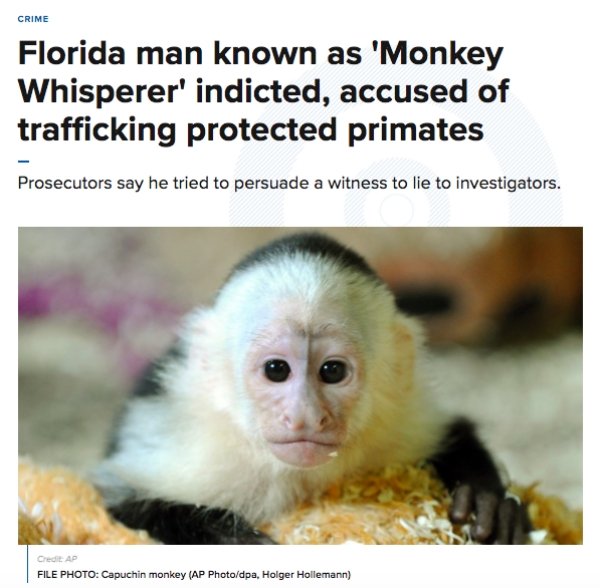 monkey white face - Crime Florida man known as 'Monkey Whisperer' indicted, accused of trafficking protected primates Prosecutors say he tried to persuade a witness to lie to investigators. Credit Ap File Photo Capuchin monkey Ap Photodpa, Holger Holleman