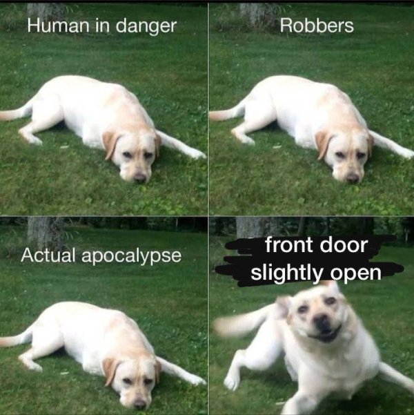 funny animal memes - Human in danger Robbers Actual apocalypse front door slightly open
