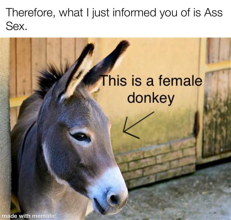 sardinian donkey - Therefore, what I just informed you of is Ass Sex. This is a female donkey K made with mematic