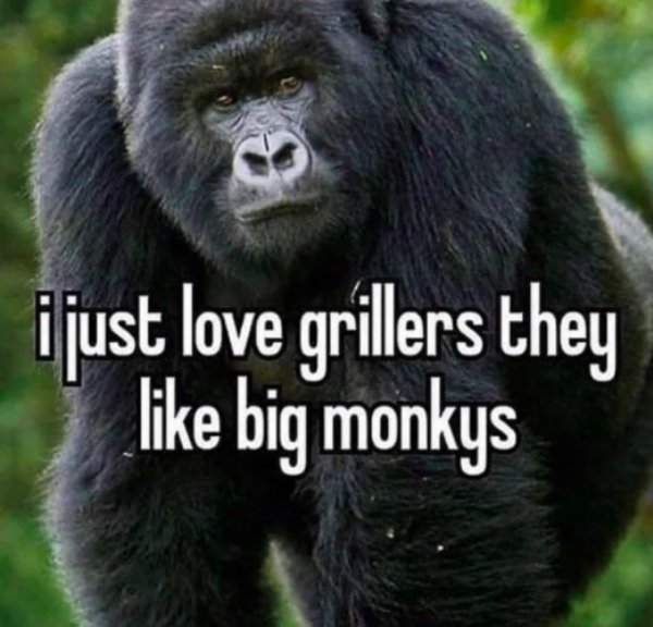 terrestrial animal - i just love grillers they big monkys