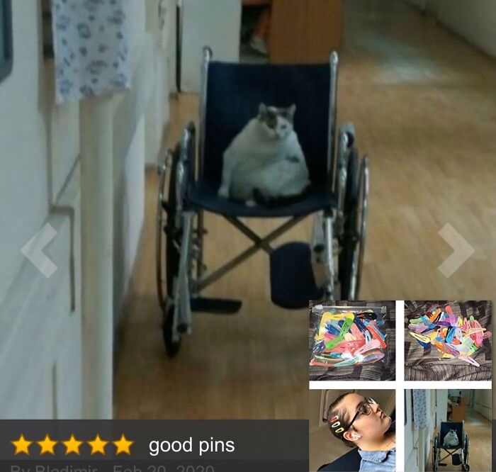 funny amazon reviews - cat sitting in a wheelchair