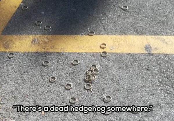 funny memes - There's a dead hedgehog somewhere.