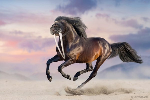 funny memes - walrus photoshop galloping horse