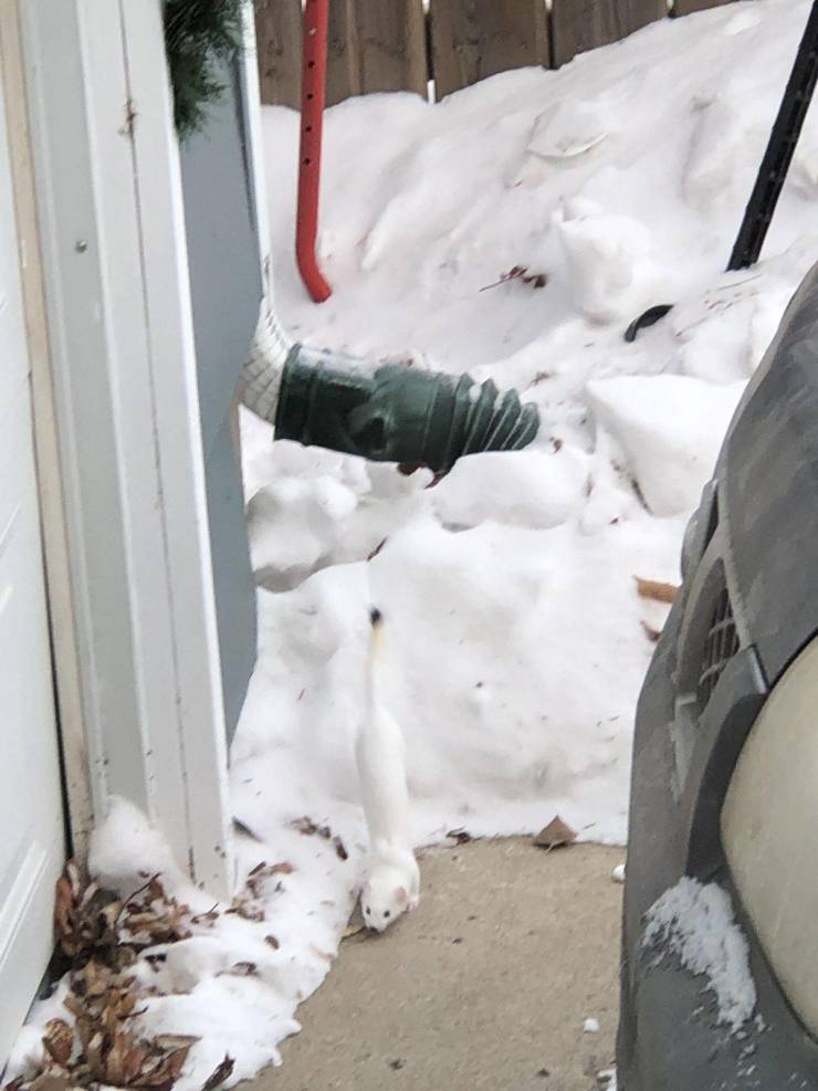 cool pics - white animal crawling out of house in the snow