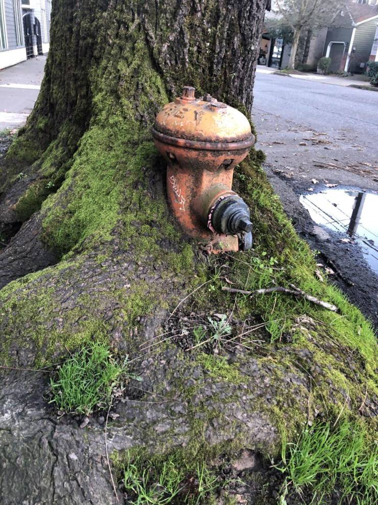 cool pics - tree grew around a fire hydrant
