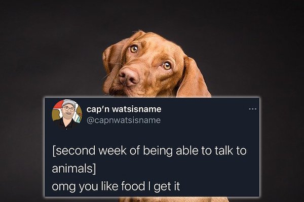 funny tweets - second week of being able to talk to animals omg you food I get it