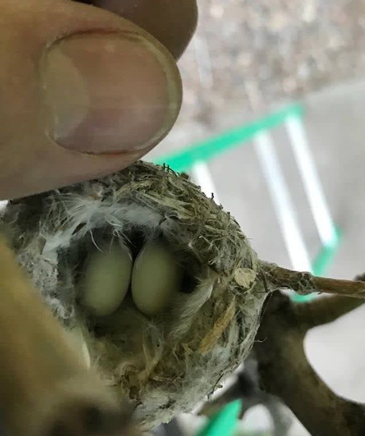 “Hummingbird eggs. They’re so little!”