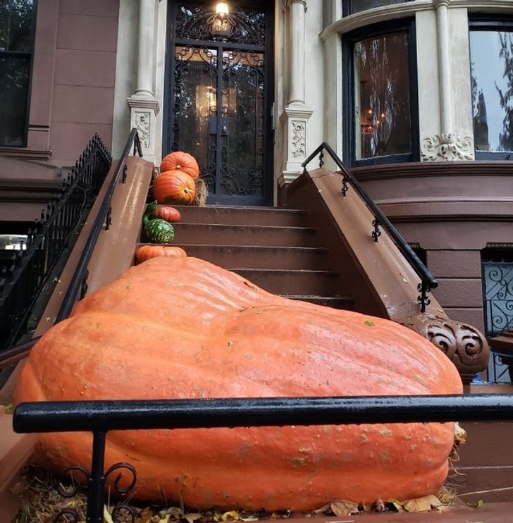 “Absolutely massive pumpkin a neighbor grew.”