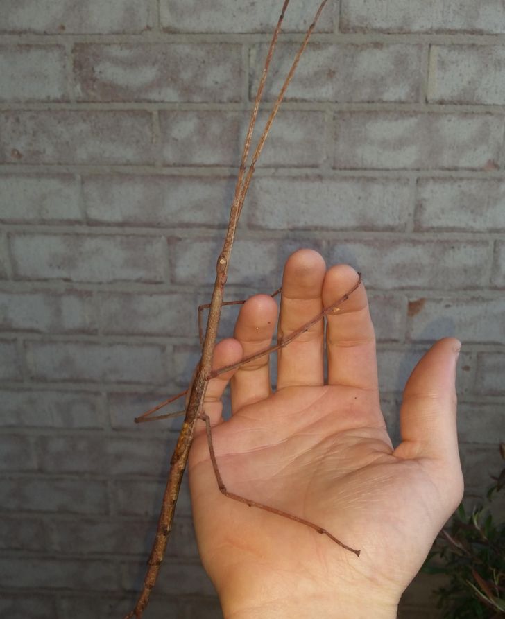 “Found a massive stick insect on my front door!”