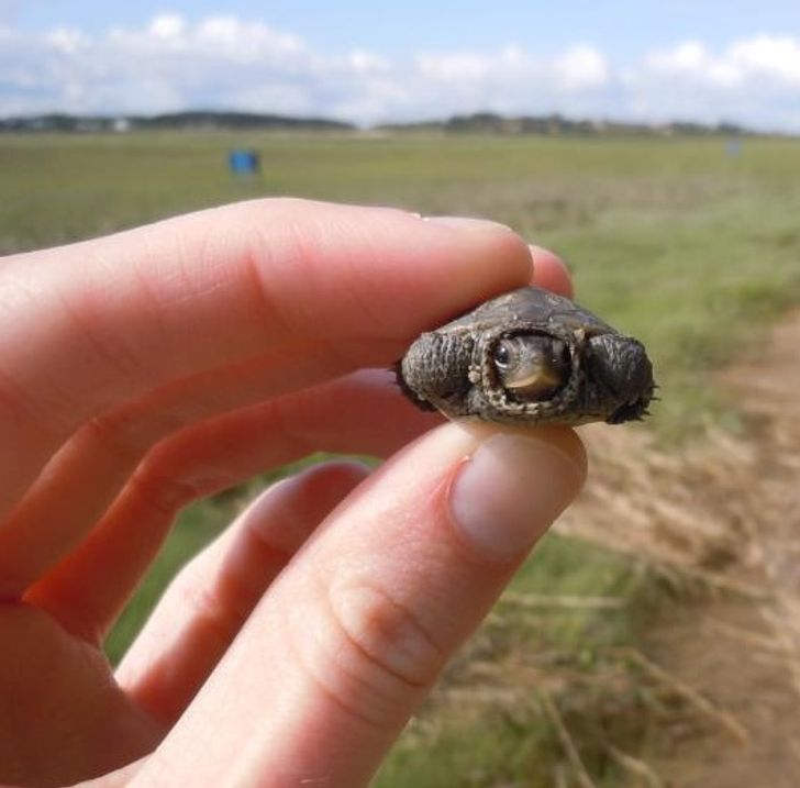 “He’s about the size of a quarter.”