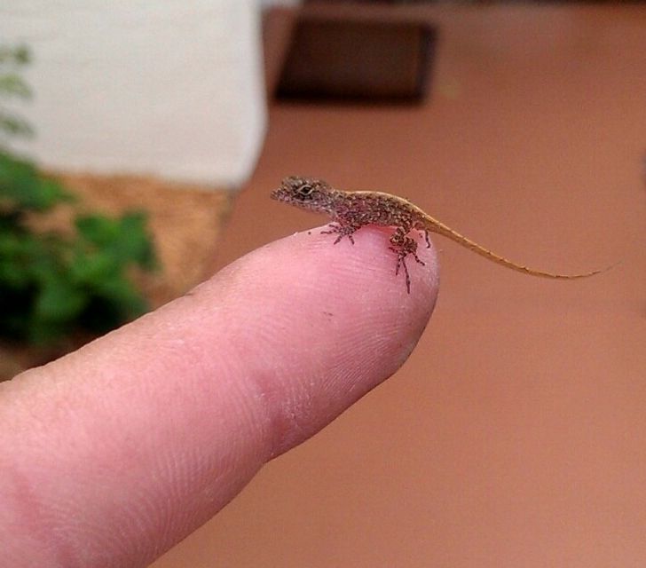 “I made a tiny friend today”