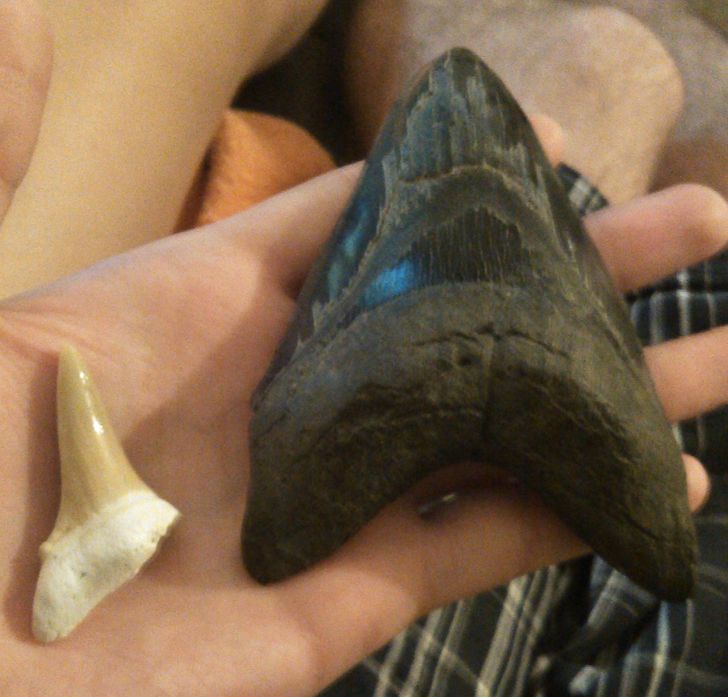 “Megalodon tooth compared to a white shark tooth”