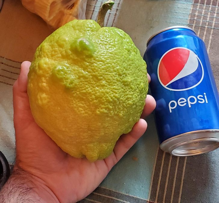 “In awe at the size of this lemon.”