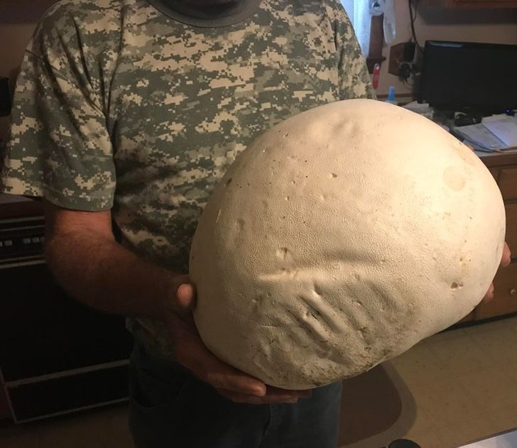 “This big puff mushroom my dad found”