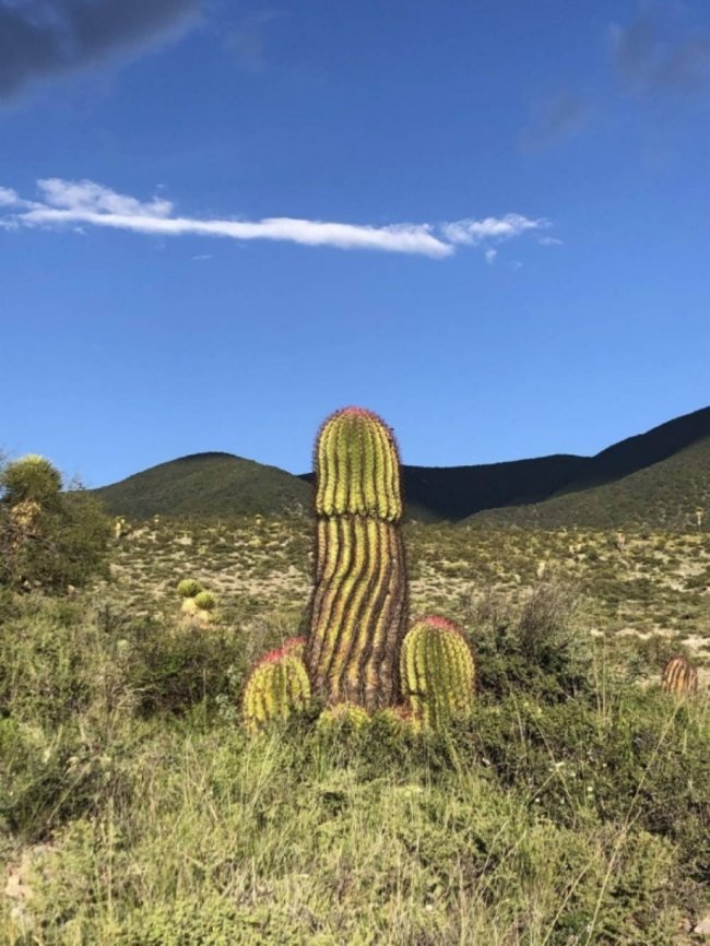 funny memes - Cactus that looks like a penis