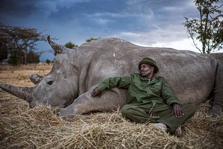 amazing photos - northern white rhino