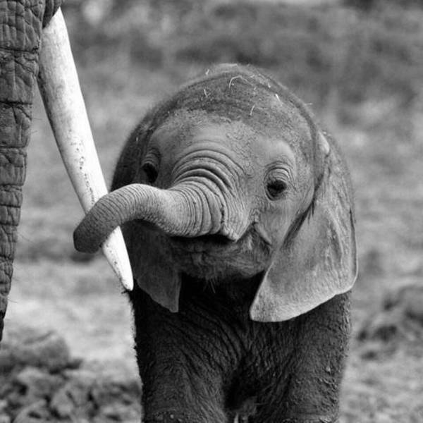 amazing photos - baby elephant holding tusk
