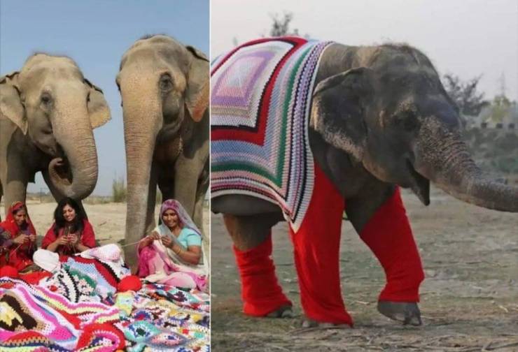 amazing photos - knitting sweaters for elephants