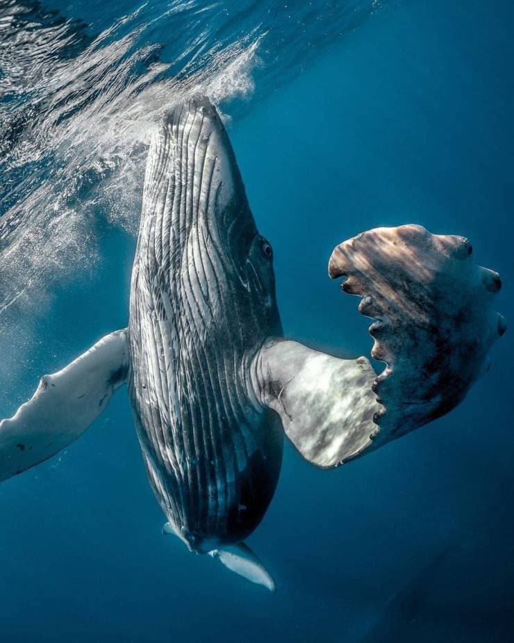 amazing photos - Whale waving