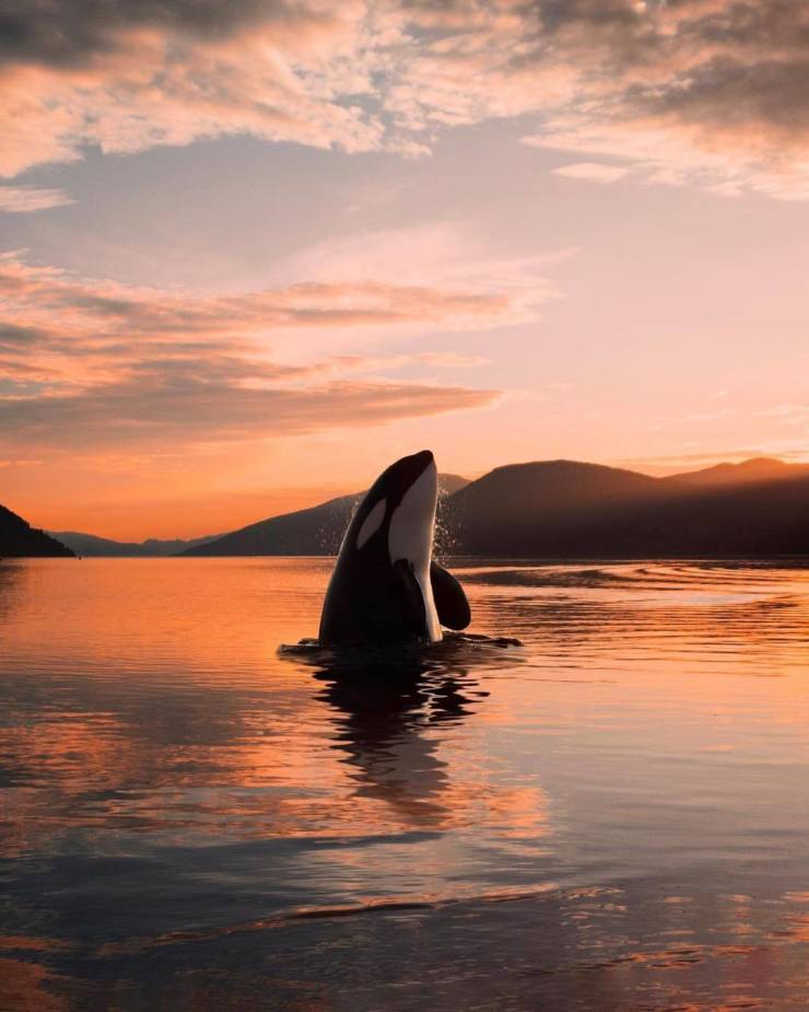 amazing photos - Killer whale