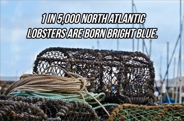 Trap - 1 In 5.000 North Atlantic Lobsters Are Born Bright Blue