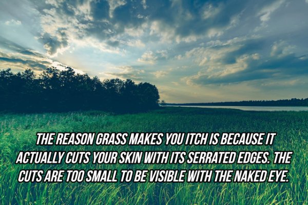 Landscape - The Reason Grass Makes You Itch Is Because It Actually Cuts Your Skin With Its Serrated Edges. The Cuts Are Too Small To Be Visible With The Naked Eye.