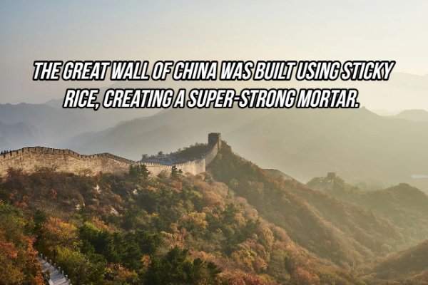 The Great Wall Of China Was Built Using Sticky Rice, Creating A SuperStrong Mortar