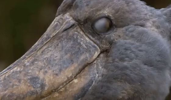 shoebill stork gif