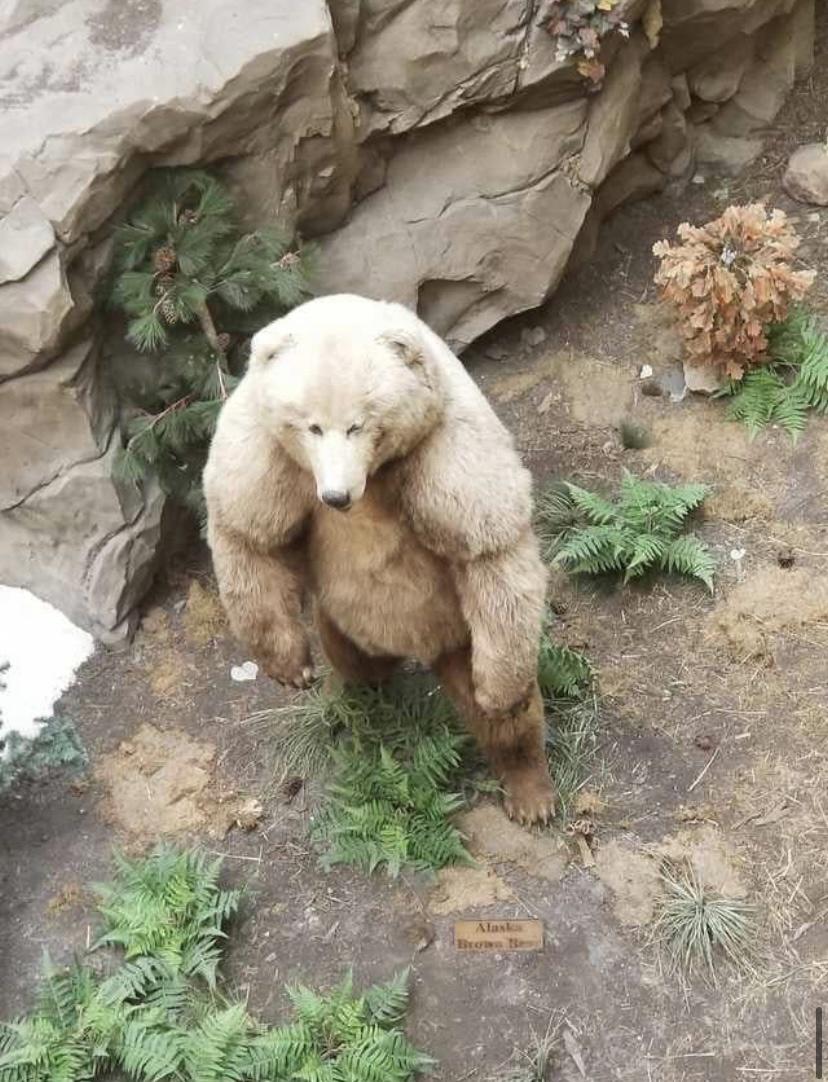 half grizzly half polar bear - Anx