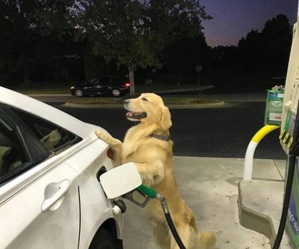 dog at a gas station