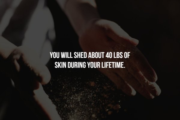 Dust - You Will Shed About 40 Lbs Of Skin During Your Lifetime.