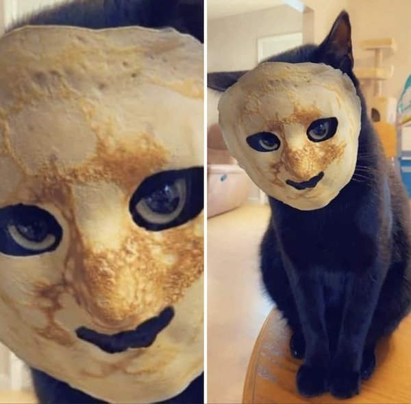 funny pics - black cat wearing creepy crepe face mask