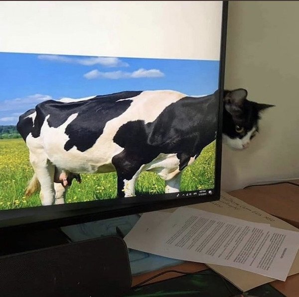 funny pics - picture of cow on television monitor lines up with cat