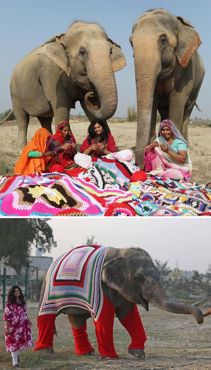 فیل هند