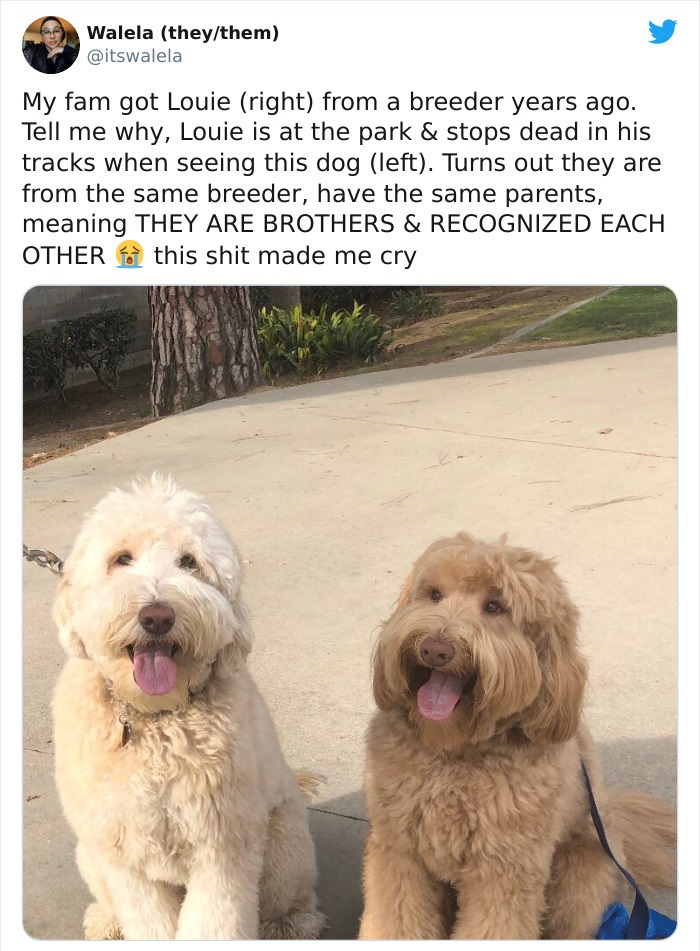 two labradoodles - Walela theythem My fam got Louie right from a breeder years ago. Tell me why, Louie is at the park & stops dead in his tracks when seeing this dog left. Turns out they are from the same breeder, have the same parents, meaning They Are B