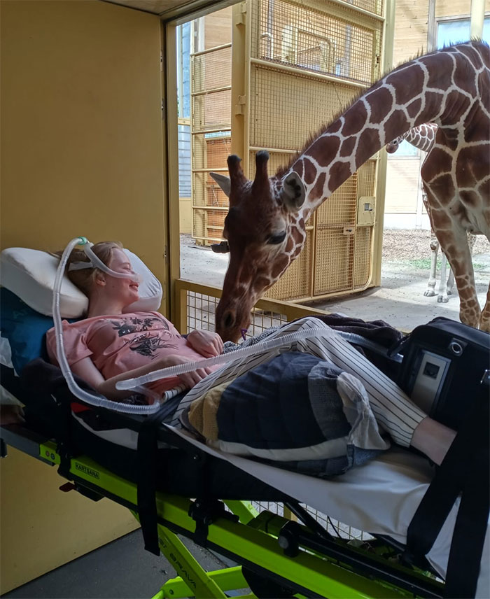 giraffe saying hello terminally ill patient