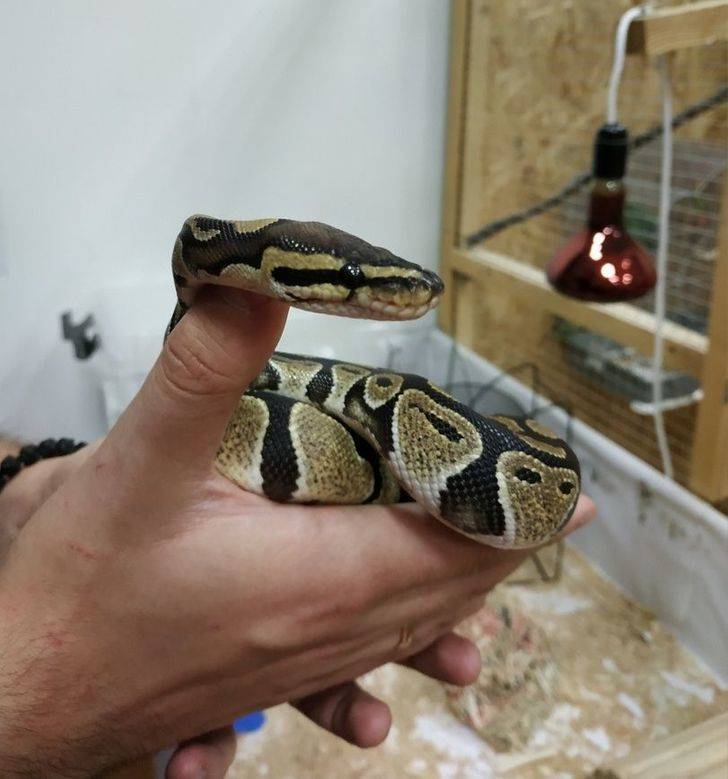 This girl rented an apartment and found a ball python, left by the former owners, under the washing machine.