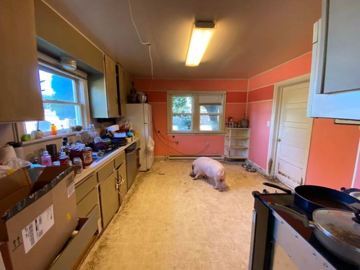 “The house my mom owns, and rented out, was destroyed because the tenant had a pig as a pet.”